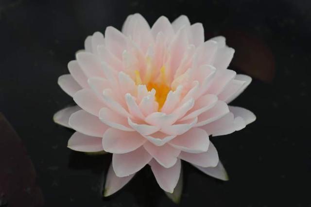 这28个荷花、睡莲品种赌你没见过!上海荷花睡莲展开启夏日赏花新体验新培育品种首次亮相(图6)