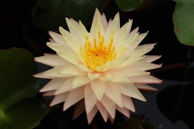 这28个荷花、睡莲品种赌你没见过!上海荷花睡莲展开启夏日赏花新体验新培育品种首次亮相(图5)