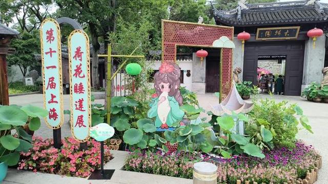 这28个荷花、睡莲品种赌你没见过!上海荷花睡莲展开启夏日赏花新体验新培育品种首次亮相(图9)