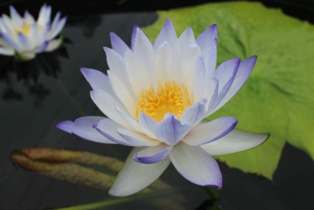 这28个荷花、睡莲品种赌你没见过!上海荷花睡莲展开启夏日赏花新体验新培育品种首次亮相(图4)