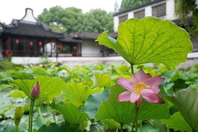 这28个荷花、睡莲品种赌你没见过!上海荷花睡莲展开启夏日赏花新体验新培育品种首次亮相(图13)