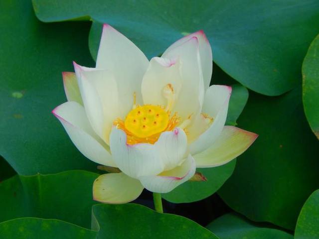 这28个荷花、睡莲品种赌你没见过!上海荷花睡莲展开启夏日赏花新体验新培育品种首次亮相(图3)