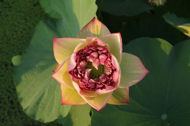 这28个荷花、睡莲品种赌你没见过!上海荷花睡莲展开启夏日赏花新体验新培育品种首次亮相(图2)