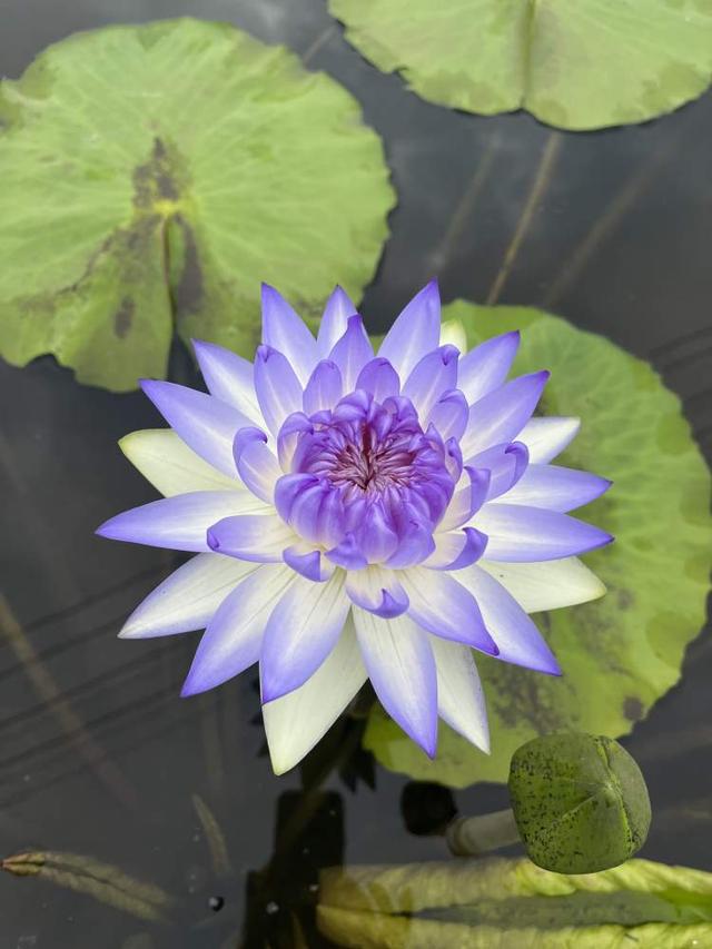 这28个荷花、睡莲品种赌你没见过!上海荷花睡莲展开启夏日赏花新体验新培育品种首次亮相(图7)