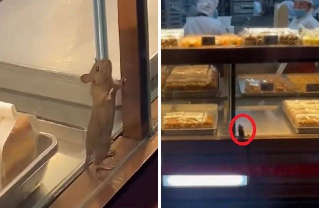 称重质疑刚过鲍师傅再爆食安问题:未拆封的糕点有活虫(图8)