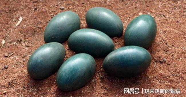 世界上十大奇特的蛋蜗牛居然也能产蛋！(图2)