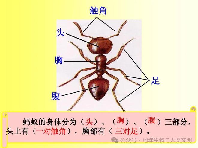 【动物界全系列】针尾下目—蚁总科（上）(图2)