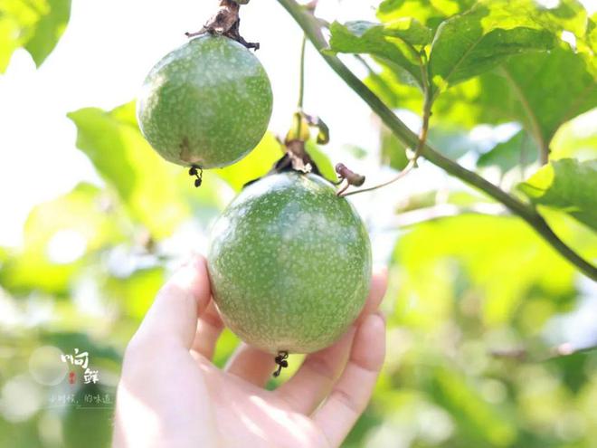 香气炸弹是什么样子？吃完这颗钦蜜9号蜂蜜黄金百香果连空气都是甜的！(图11)