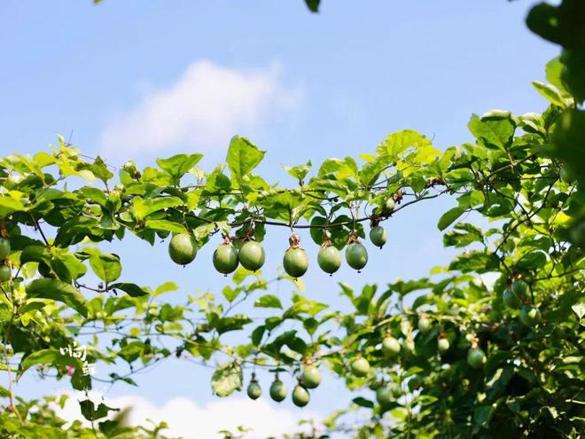 香气炸弹是什么样子？吃完这颗钦蜜9号蜂蜜黄金百香果连空气都是甜的！(图15)