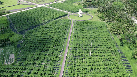 香气炸弹是什么样子？吃完这颗钦蜜9号蜂蜜黄金百香果连空气都是甜的！(图13)