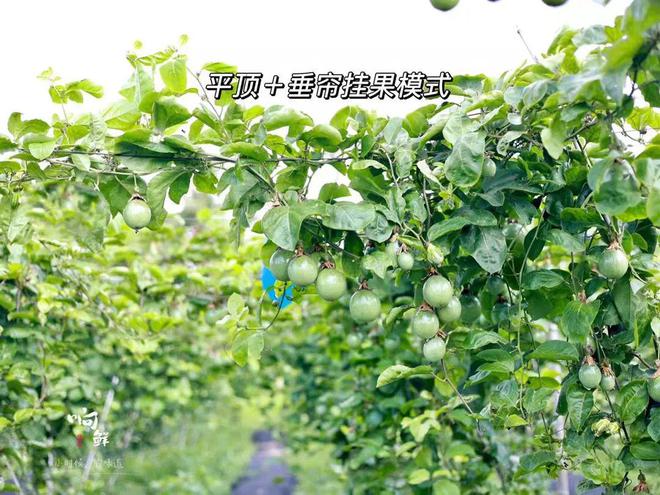 香气炸弹是什么样子？吃完这颗钦蜜9号蜂蜜黄金百香果连空气都是甜的！(图14)
