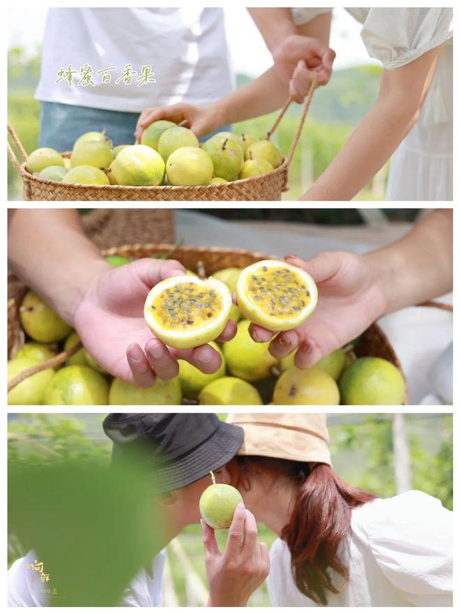 香气炸弹是什么样子？吃完这颗钦蜜9号蜂蜜黄金百香果连空气都是甜的！(图26)