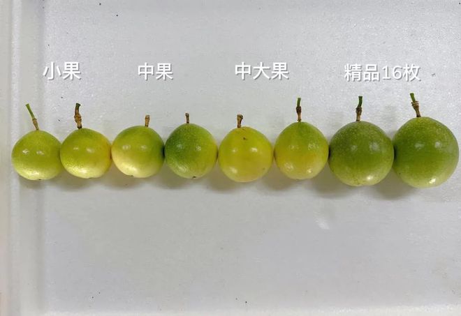 香气炸弹是什么样子？吃完这颗钦蜜9号蜂蜜黄金百香果连空气都是甜的！(图31)