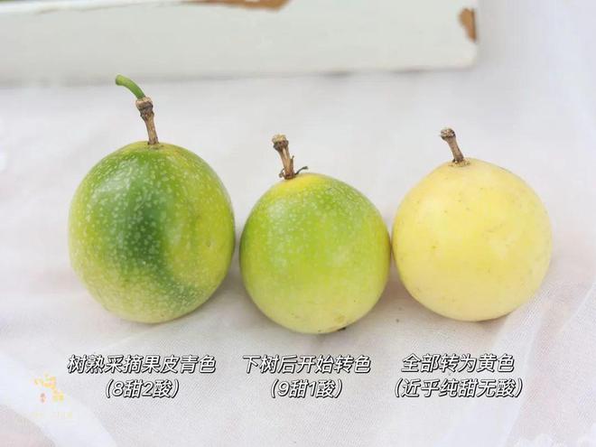 香气炸弹是什么样子？吃完这颗钦蜜9号蜂蜜黄金百香果连空气都是甜的！(图33)