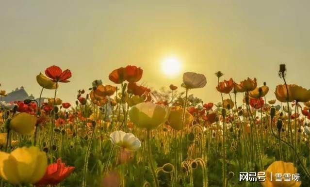 中年以后最好的活法：不攀不比不争不怨心态平和万事求稳(图5)
