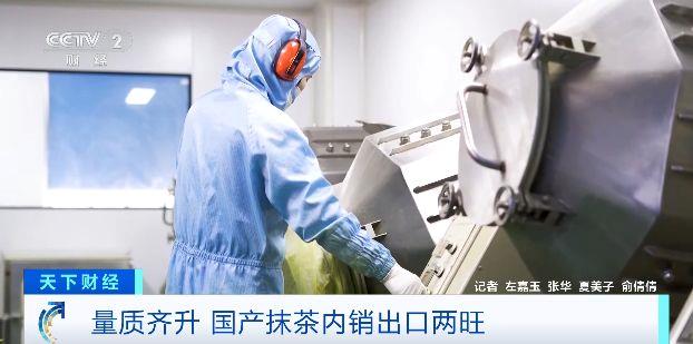 国产抹茶出口内销两旺2025年产量将超5000吨(图5)
