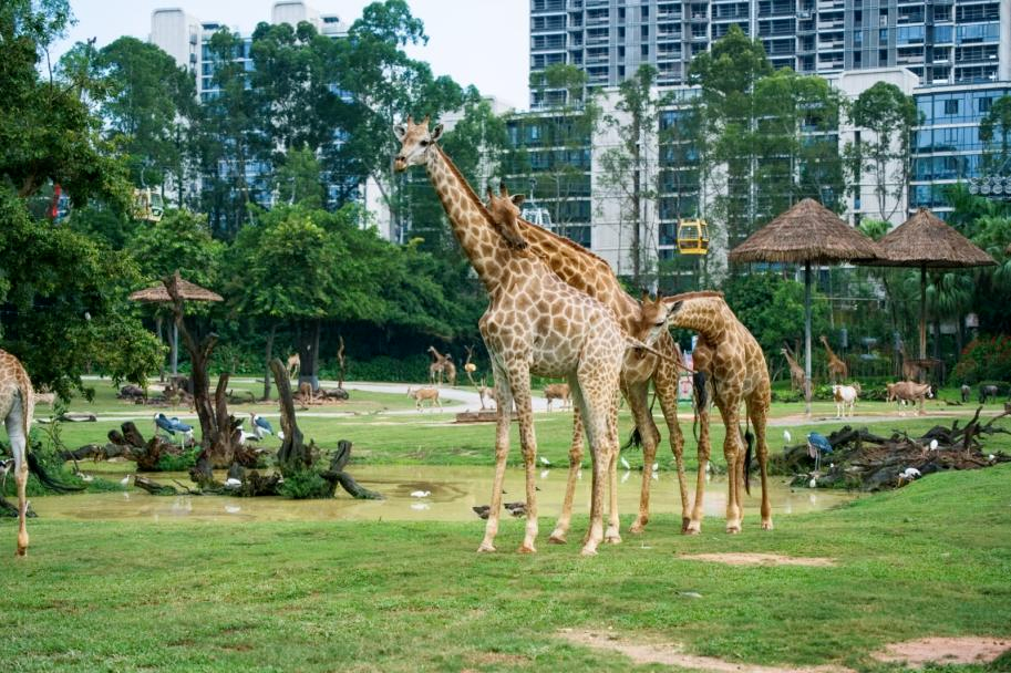 国庆广州有多好玩!这条必看(图2)