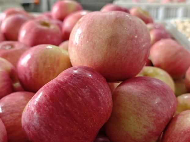 秋日苹果暖心·特别活动纪实——一颗温暖的苹果(图1)