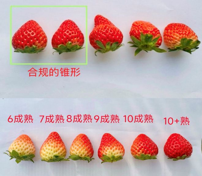 上市两周销量激增200%!七鲜这款草莓蛋糕缘何成今冬甜品爆款?(图6)