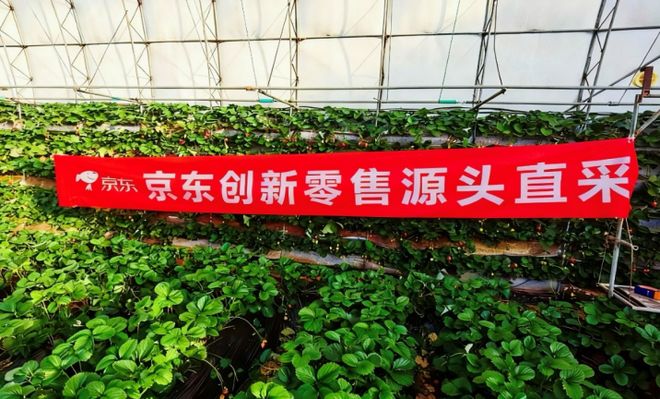上市两周销量激增200%!七鲜这款草莓蛋糕缘何成今冬甜品爆款?(图4)