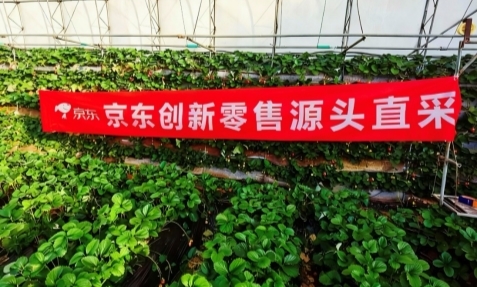 七鲜草莓盒子蛋糕重磅回归！定义今冬甜品新潮流(图4)