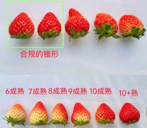 七鲜草莓盒子蛋糕重磅回归！定义今冬甜品新潮流(图6)