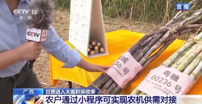 揭秘广西甘蔗的甜蜜产业链科技赋能产业革新(图2)