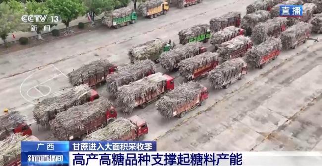 揭秘广西甘蔗的甜蜜产业链科技赋能产业革新(图3)