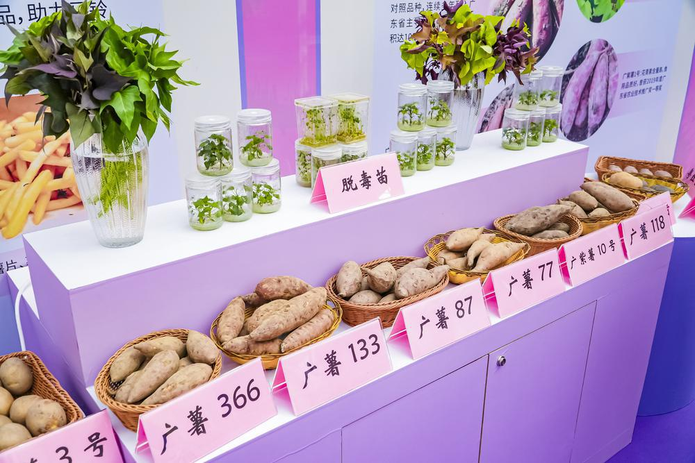 薯薯我啊广东能排第二|广东有“种”(图2)