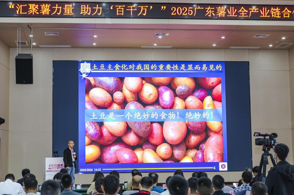 薯薯我啊广东能排第二|广东有“种”(图4)