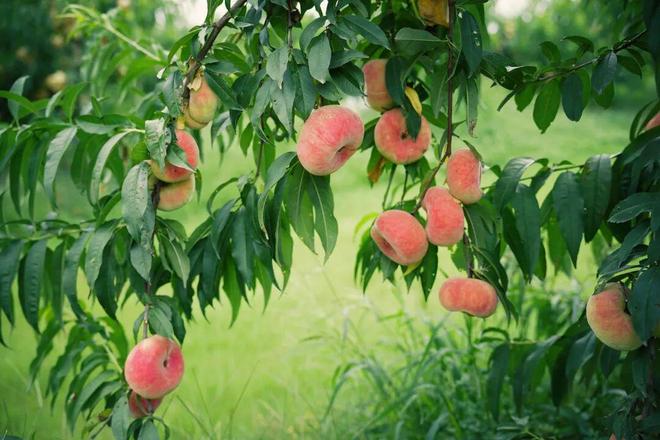 一次性集齐水果尝鲜、非遗美食、田园咖啡这份攻略请收好！(图3)
