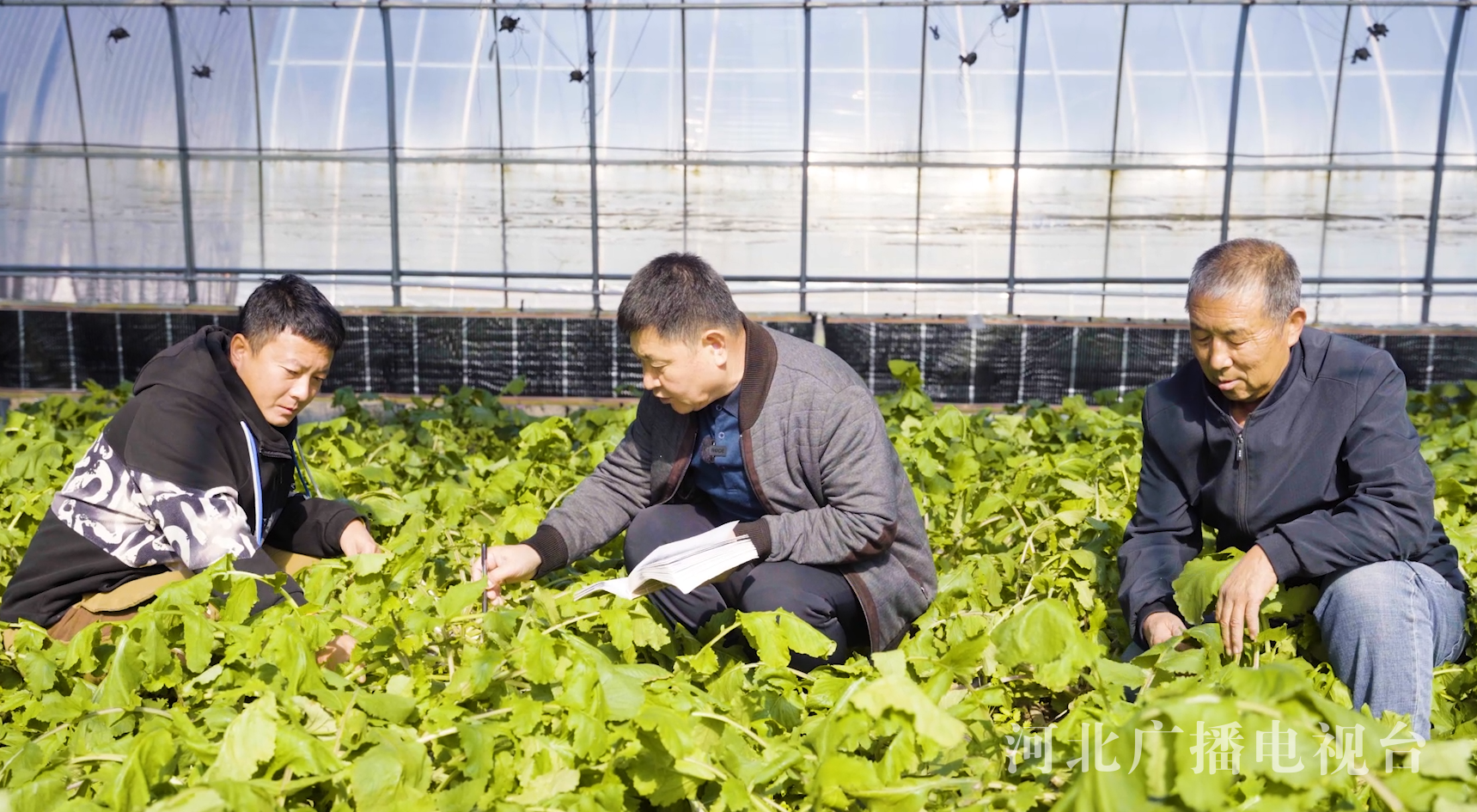 河北：绘就各民族共同繁荣发展的时代画卷(图4)