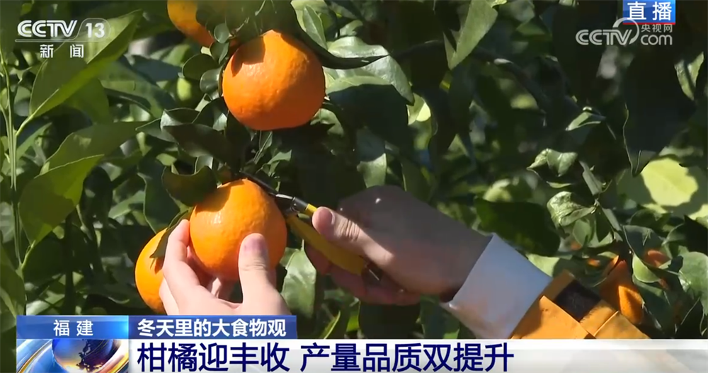 “小果子”撬动大产业托起群众“甜蜜”生活消费新变化、新趋势激发新活力(图2)