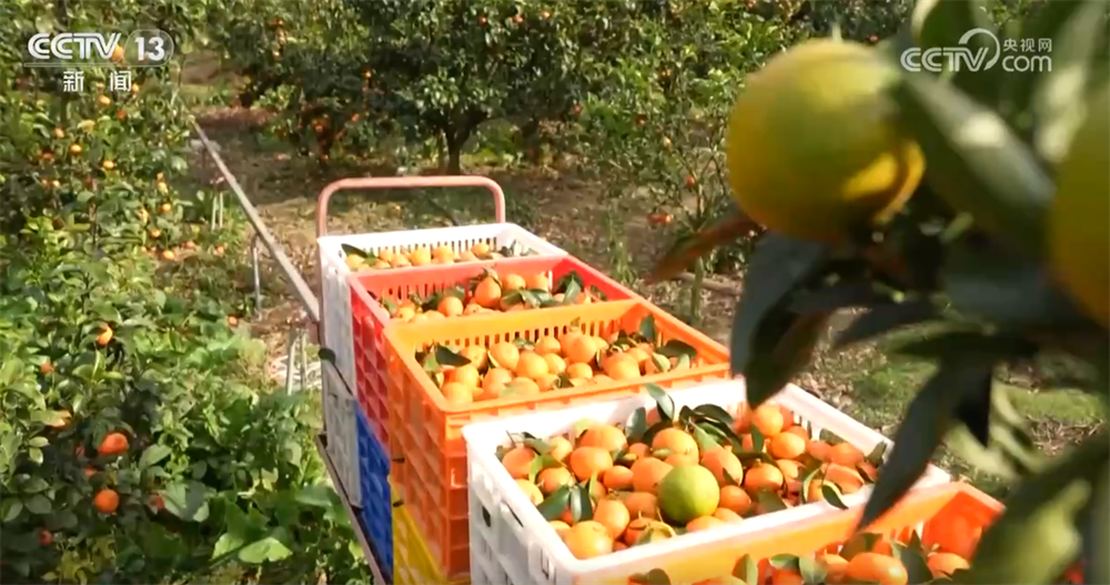 “小果子”撬动大产业托起群众“甜蜜”生活消费新变化、新趋势激发新活力(图15)