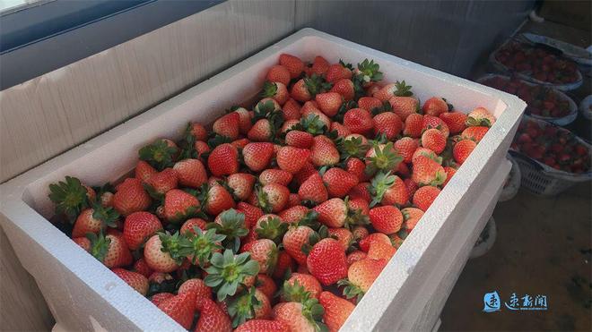 乡村“智”变丨村民捧稳“智能碗”田垄间蹚出致富路(图5)