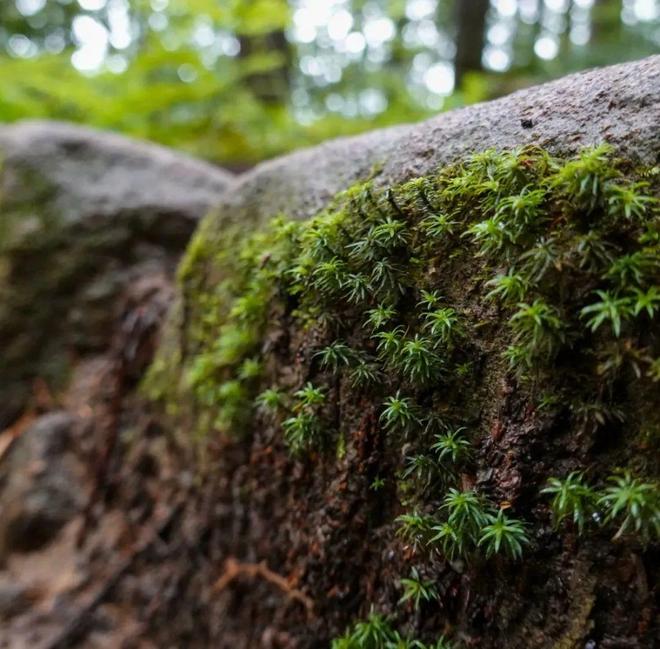 徒步千年朝圣之路寻访鉴真建造古寺在关西世界遗产之地开启心灵之旅！(图19)