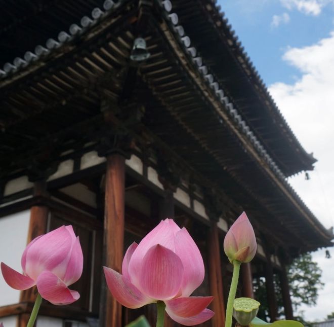 徒步千年朝圣之路寻访鉴真建造古寺在关西世界遗产之地开启心灵之旅！(图25)