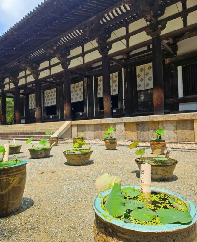 徒步千年朝圣之路寻访鉴真建造古寺在关西世界遗产之地开启心灵之旅！(图26)