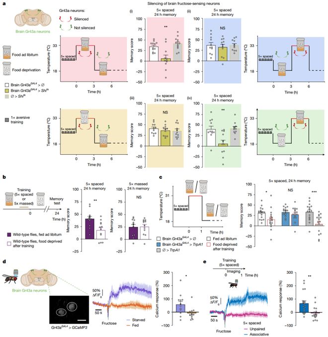 Nature｜伤心时吃的甜食竟在帮大脑加固痛苦记忆？法国科学家揭示情绪性进食的神经机制(图3)