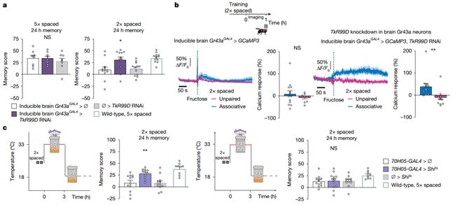 Nature｜伤心时吃的甜食竟在帮大脑加固痛苦记忆？法国科学家揭示情绪性进食的神经机制(图6)
