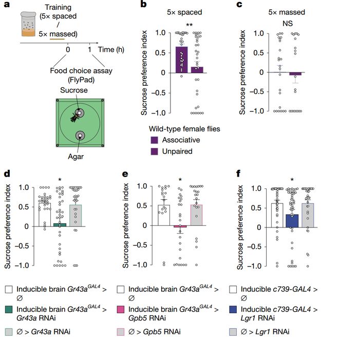 Nature｜伤心时吃的甜食竟在帮大脑加固痛苦记忆？法国科学家揭示情绪性进食的神经机制(图5)