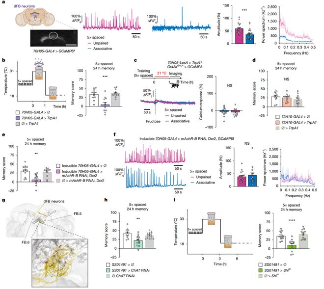 Nature｜伤心时吃的甜食竟在帮大脑加固痛苦记忆？法国科学家揭示情绪性进食的神经机制(图4)
