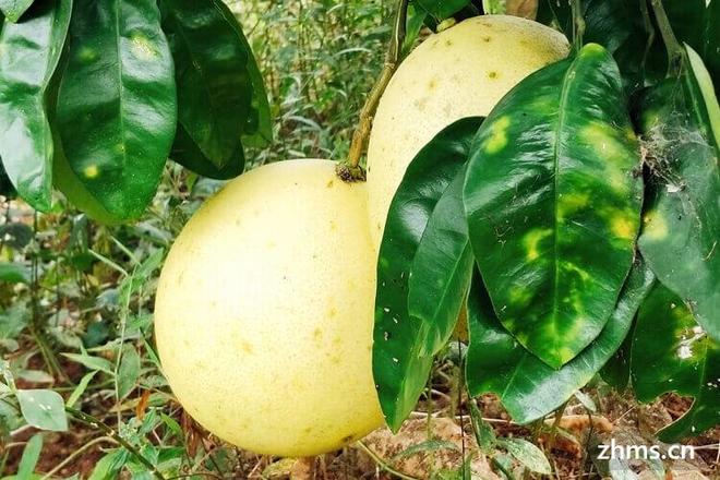 中秋吃柚子代表什么(图1)