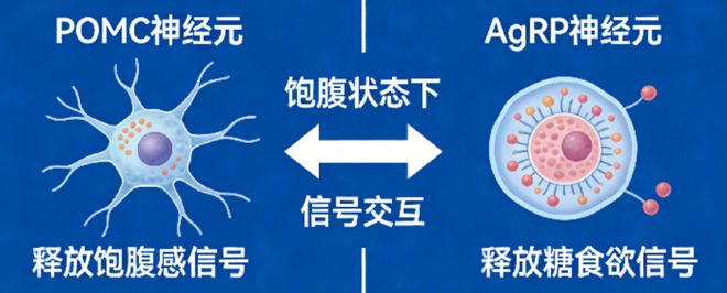 为什么我们吃饱饭后还想吃甜点?(图2)