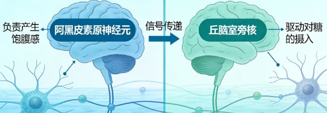 为什么我们吃饱饭后还想吃甜点?(图4)